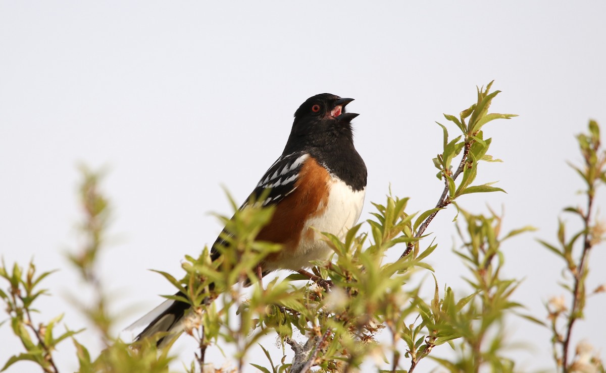 Spotted Towhee - ML618660226