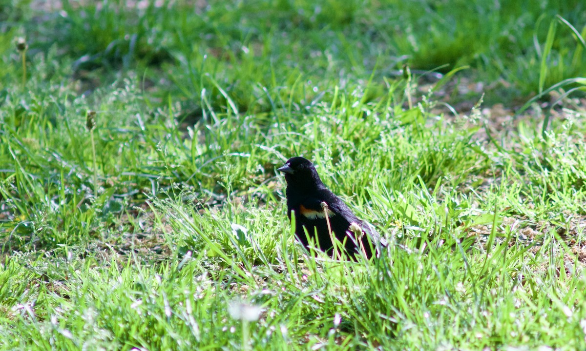 Red-winged Blackbird - ML618660228
