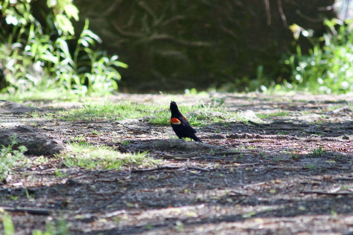 Red-winged Blackbird - ML618660230