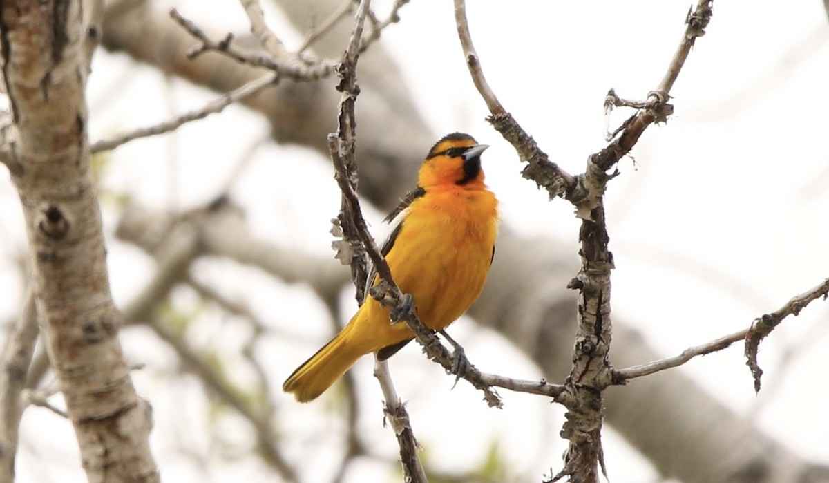 Oriole de Bullock - ML618660232