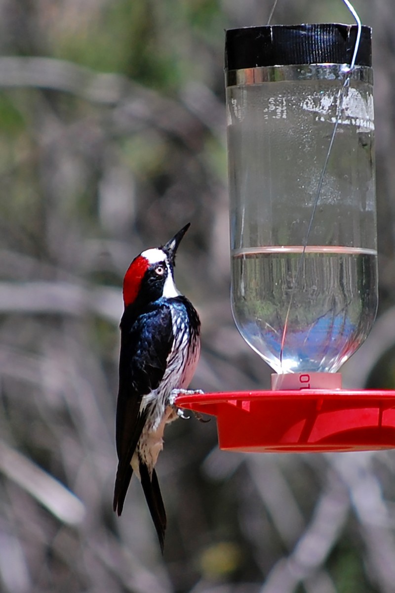 Acorn Woodpecker - ML618660235