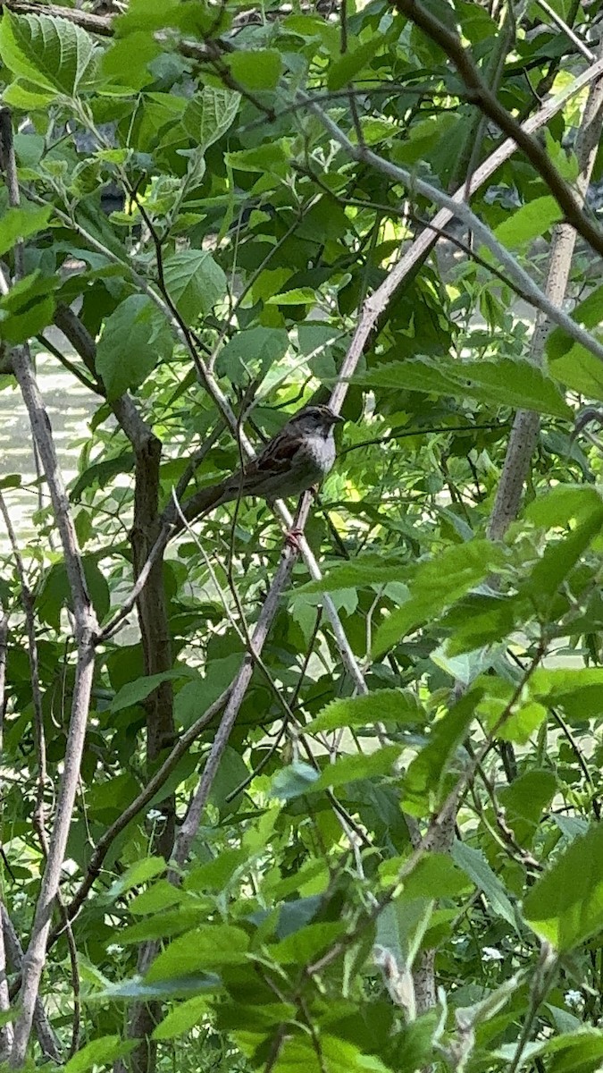 White-throated Sparrow - ML618660265