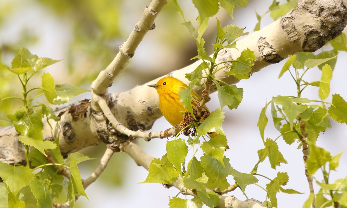 Paruline jaune - ML618660275