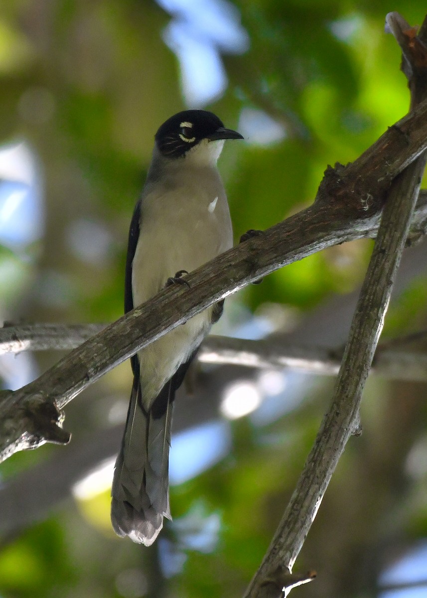 Black-headed Sibia (Lang Bian) - ML618660316