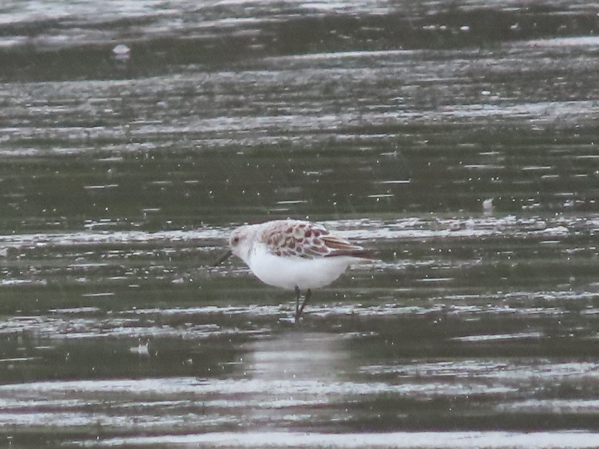 Semipalmated Sandpiper - Suzanne Beauchesne