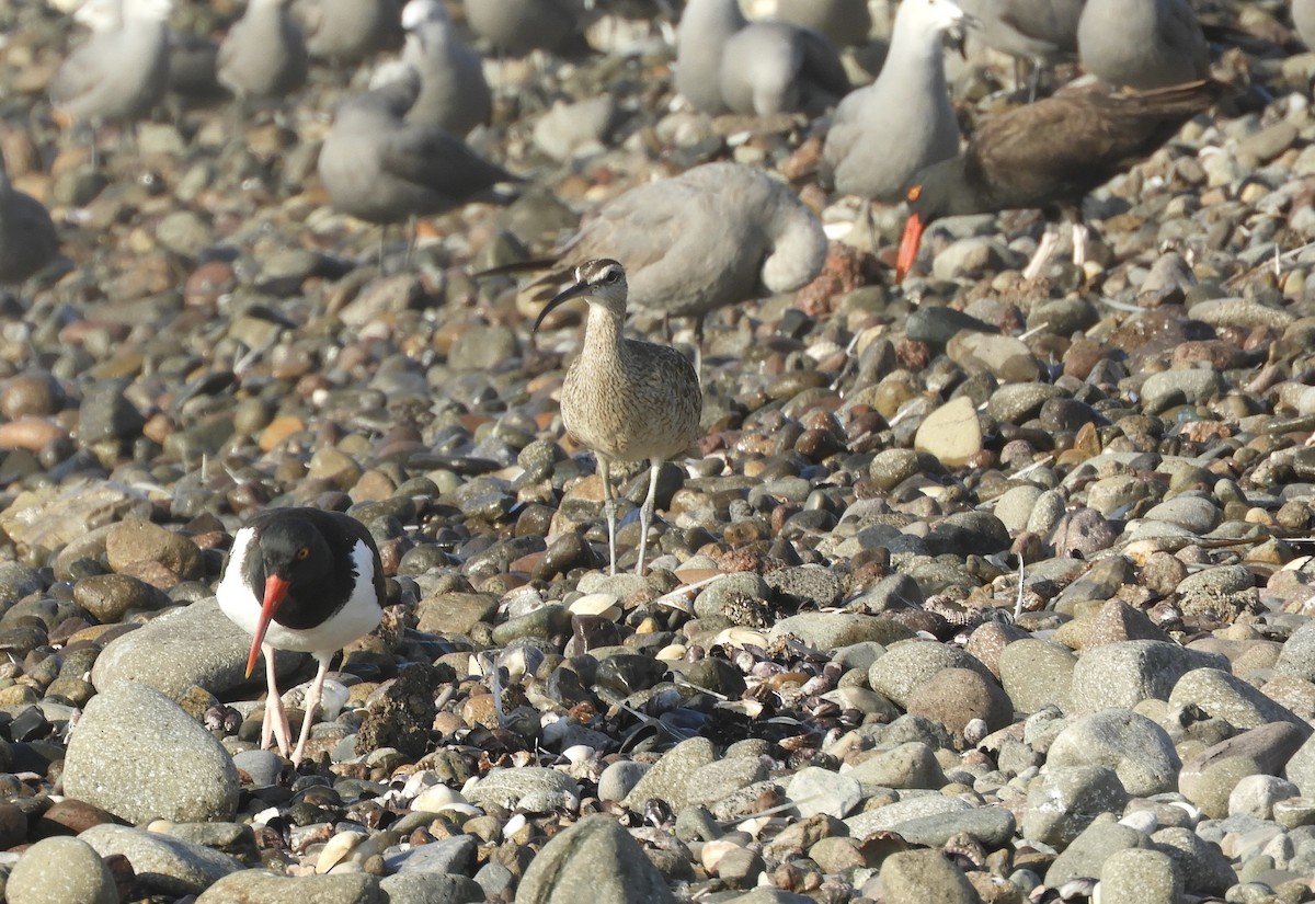 Whimbrel - ML618660357