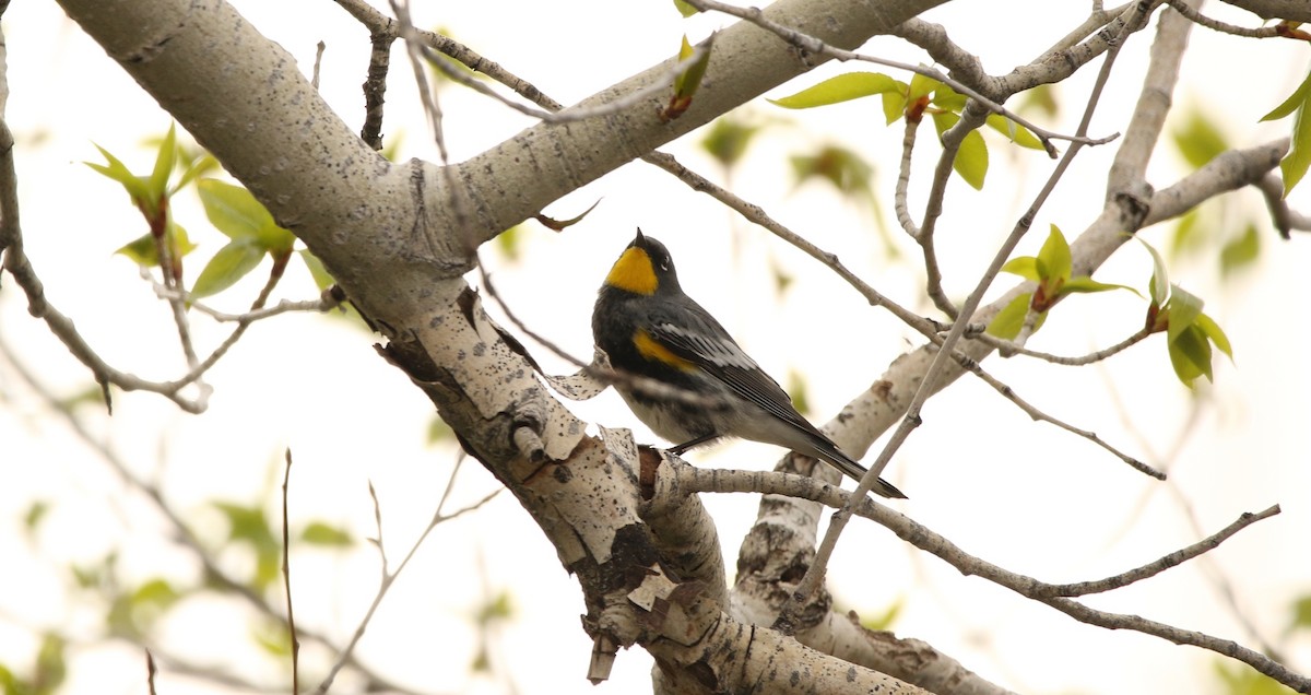 Yellow-rumped Warbler - Sperry Megerian