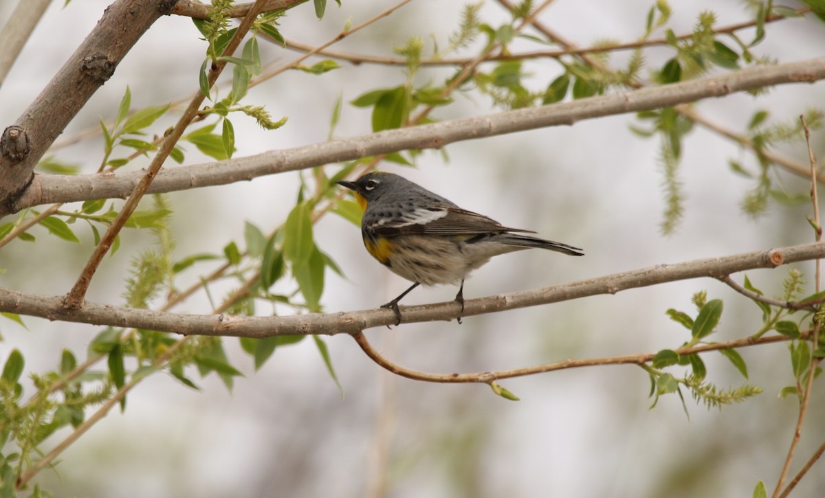 Yellow-rumped Warbler - ML618660364