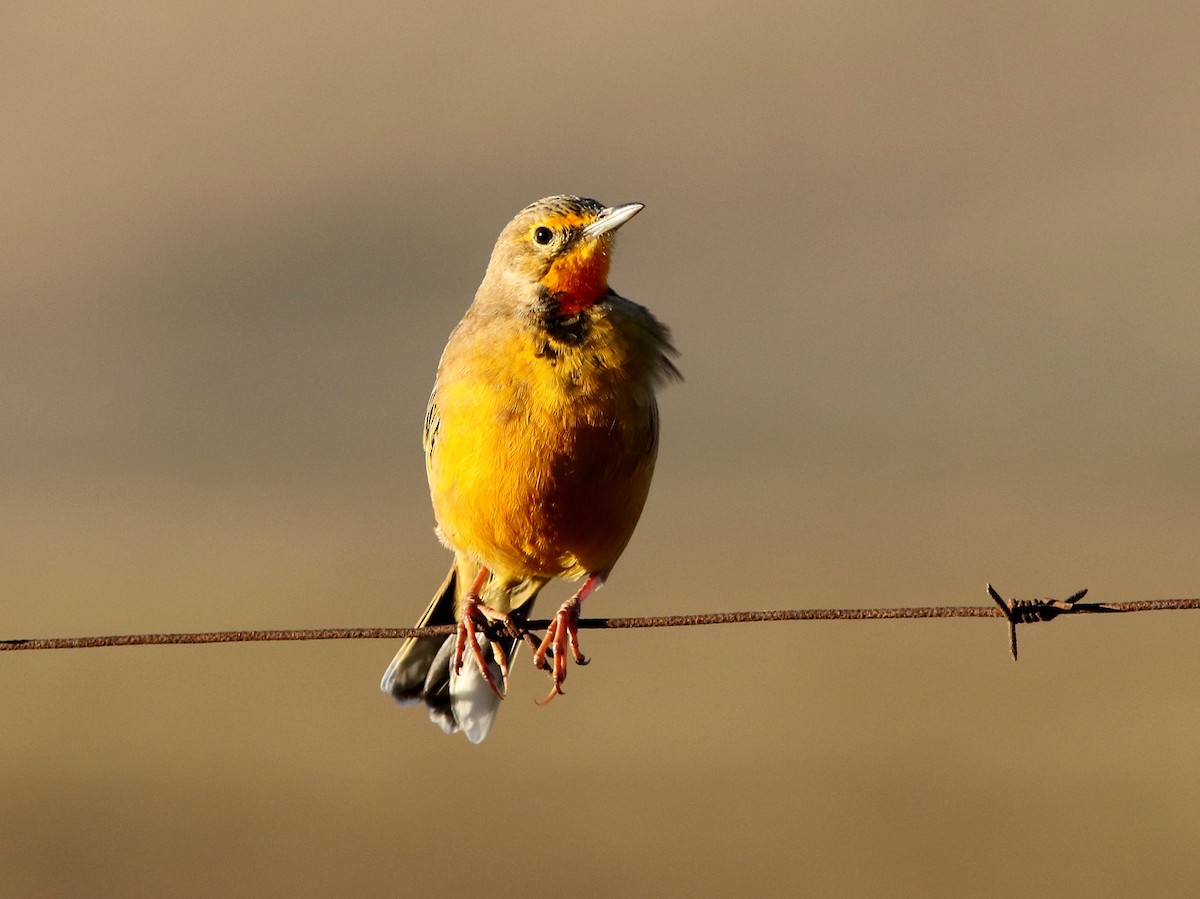 Orange-throated Longclaw - ML618660386