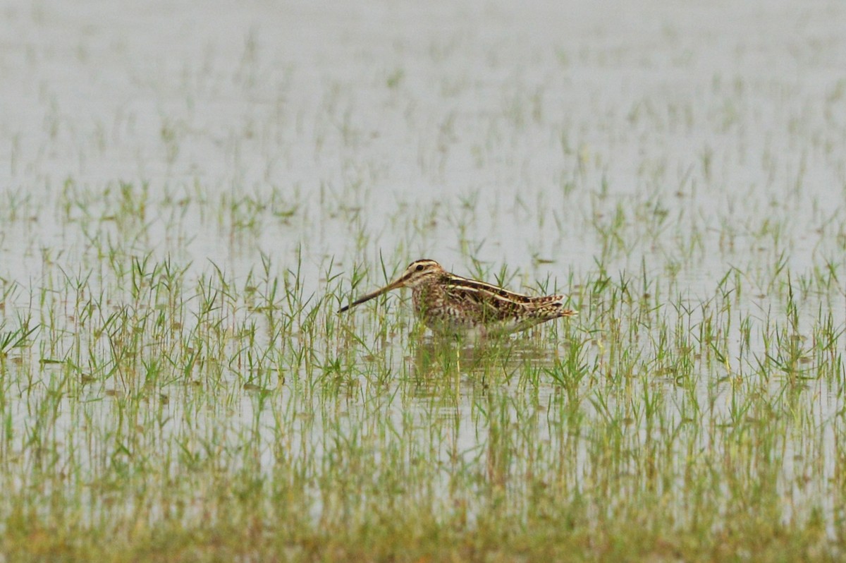 Pin-tailed Snipe - ML618660476