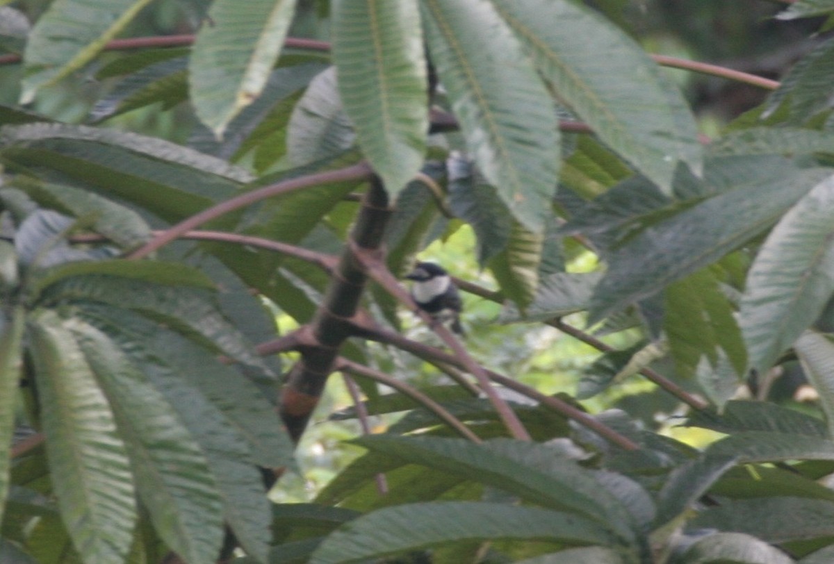 Guianan Puffbird - ML618660482