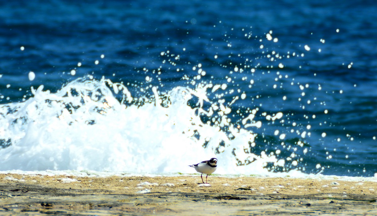 Common Ringed Plover - ML618660580