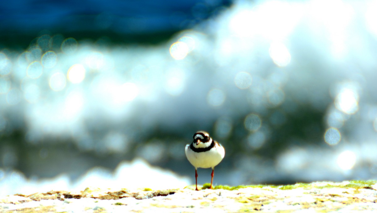 Common Ringed Plover - ML618660582