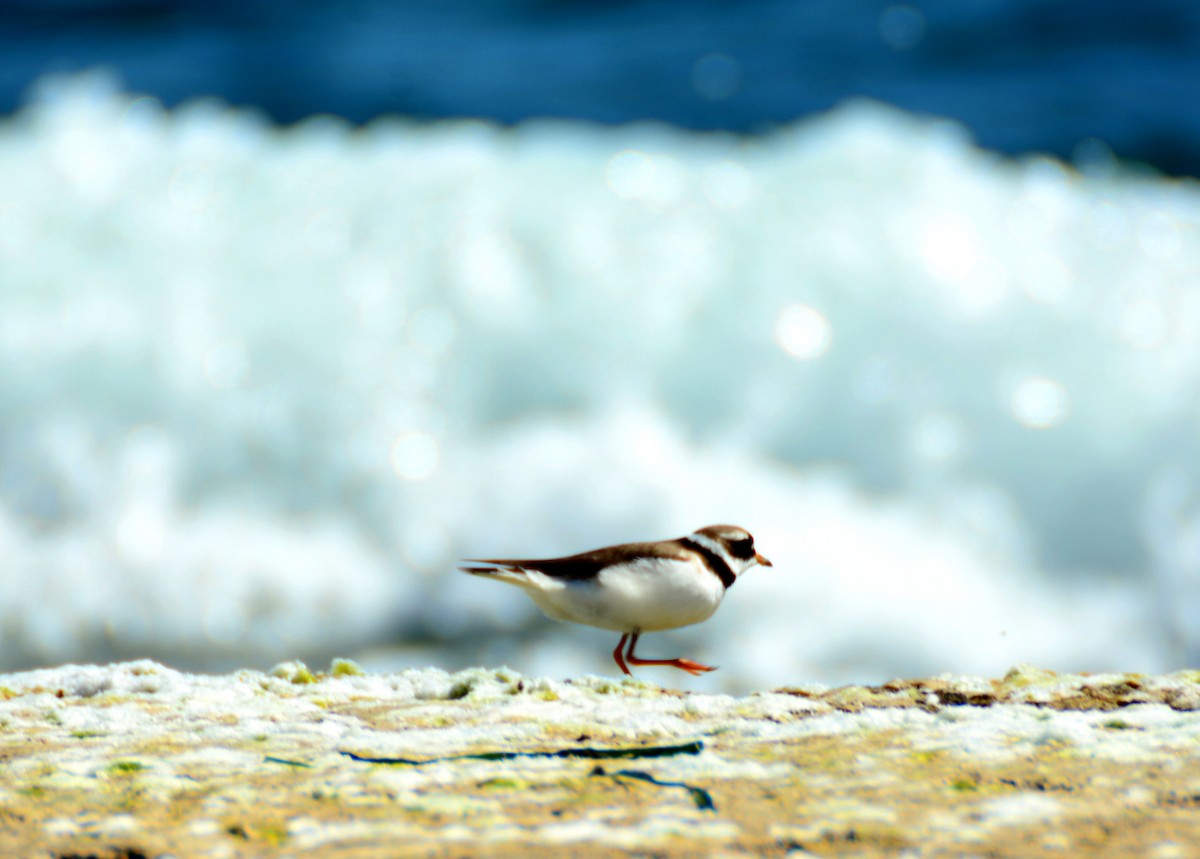 Common Ringed Plover - ML618660584