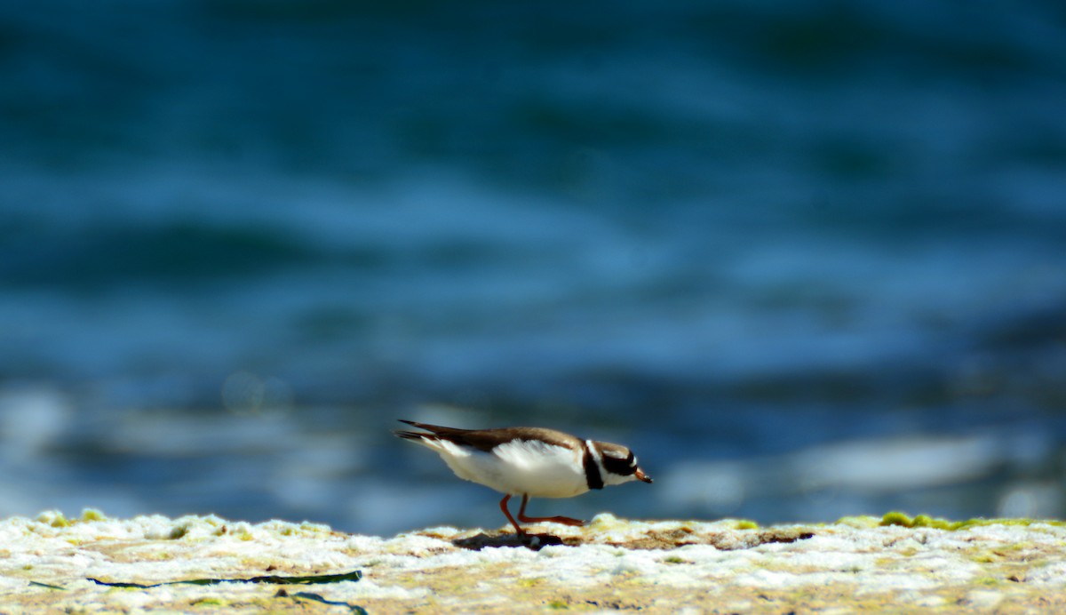 Common Ringed Plover - ML618660585