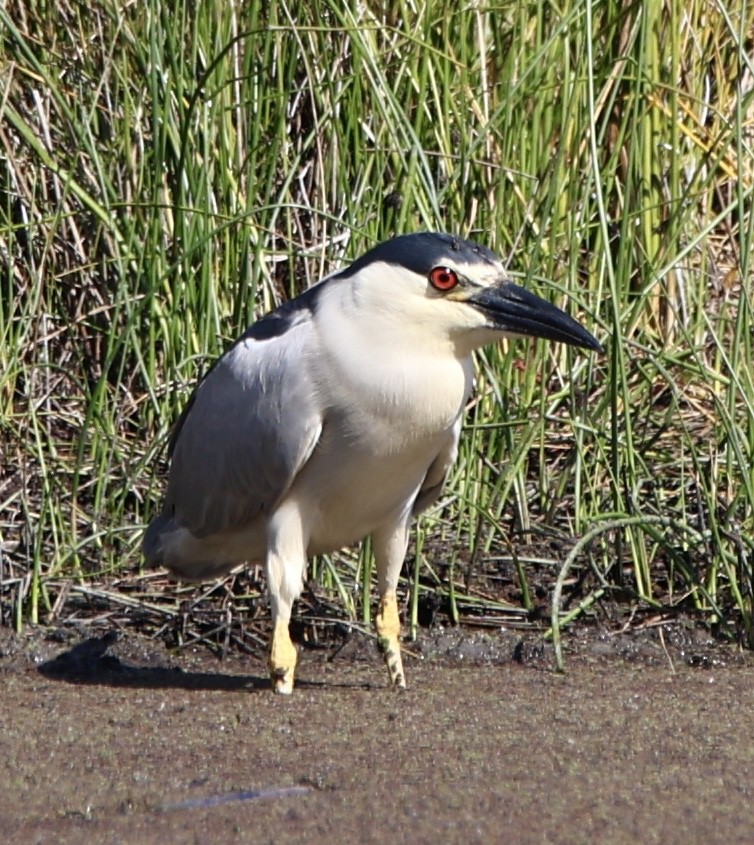 Black-crowned Night Heron - ML618660616