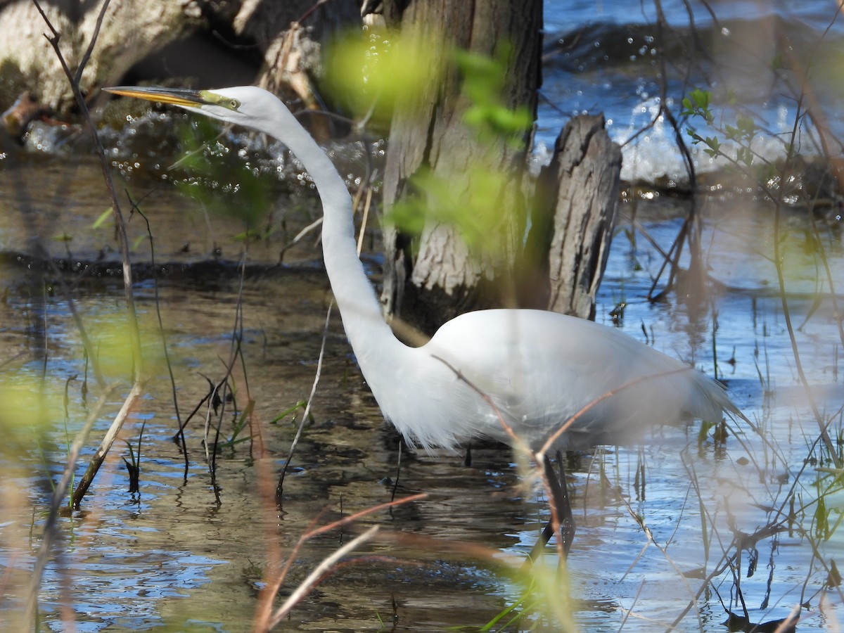 Great Egret - ML618660629