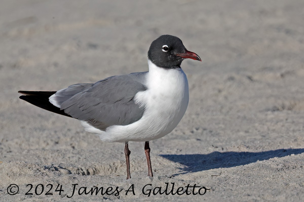 Laughing Gull - ML618660631