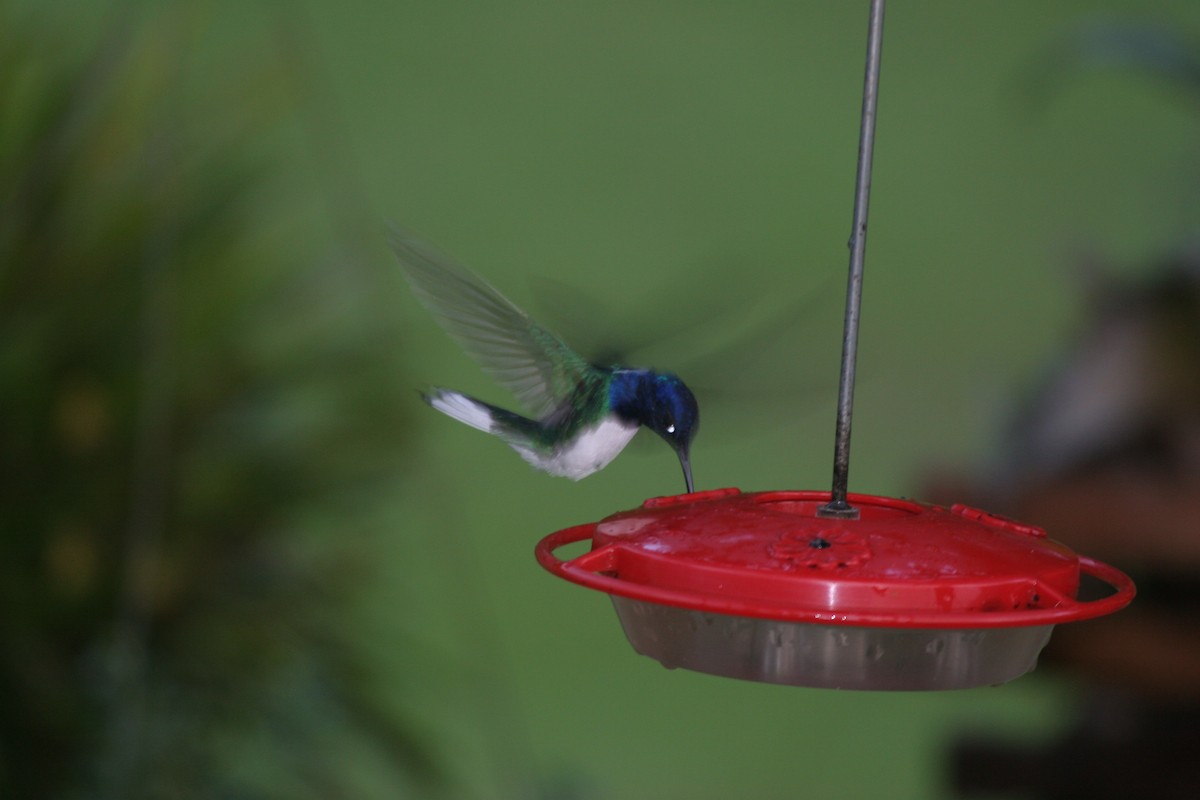 White-necked Jacobin - ML618660641