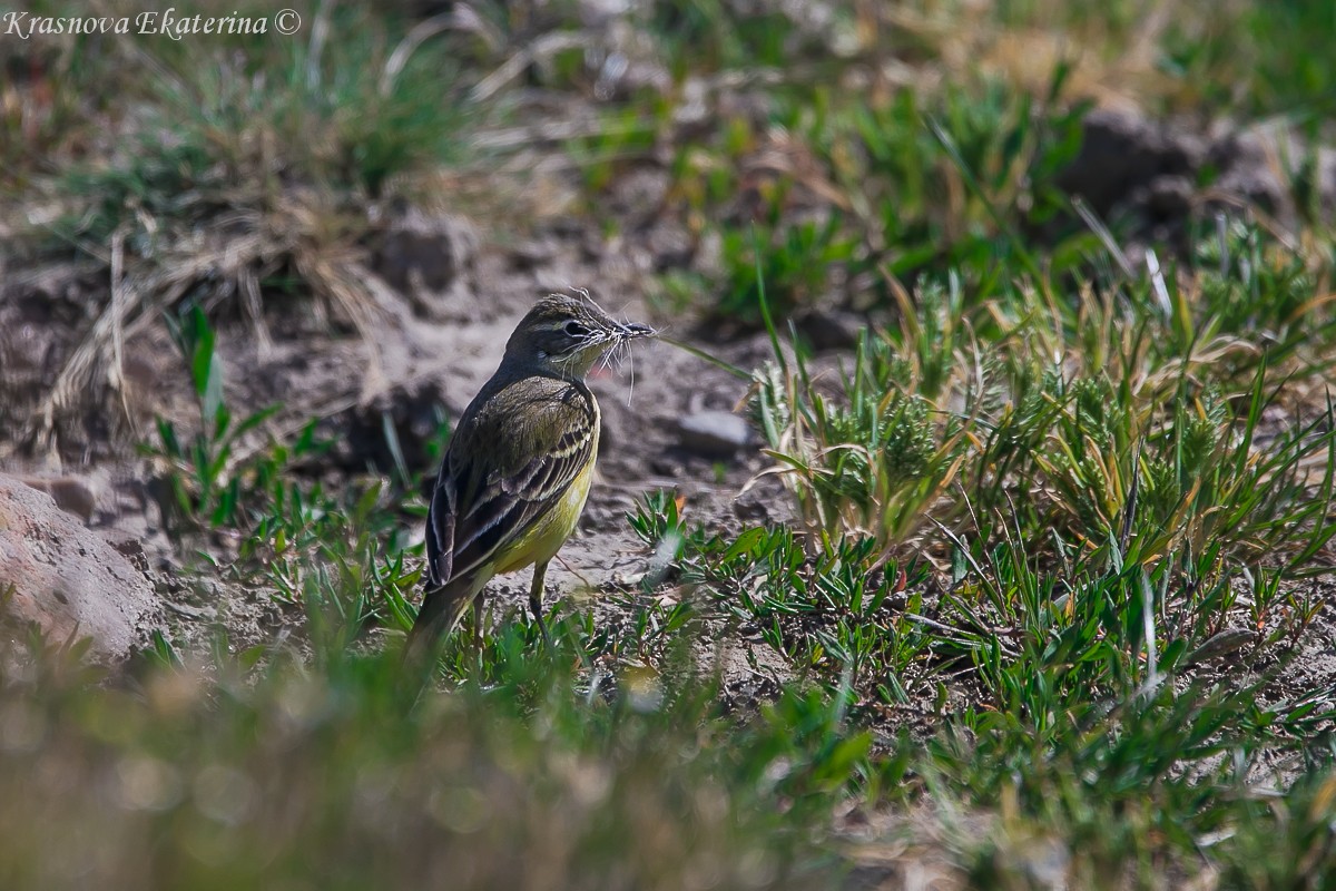 Western Yellow Wagtail - Kate Krasnova