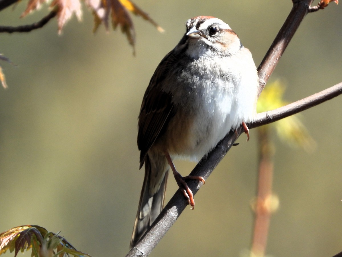 White-throated Sparrow - Doug Emlin
