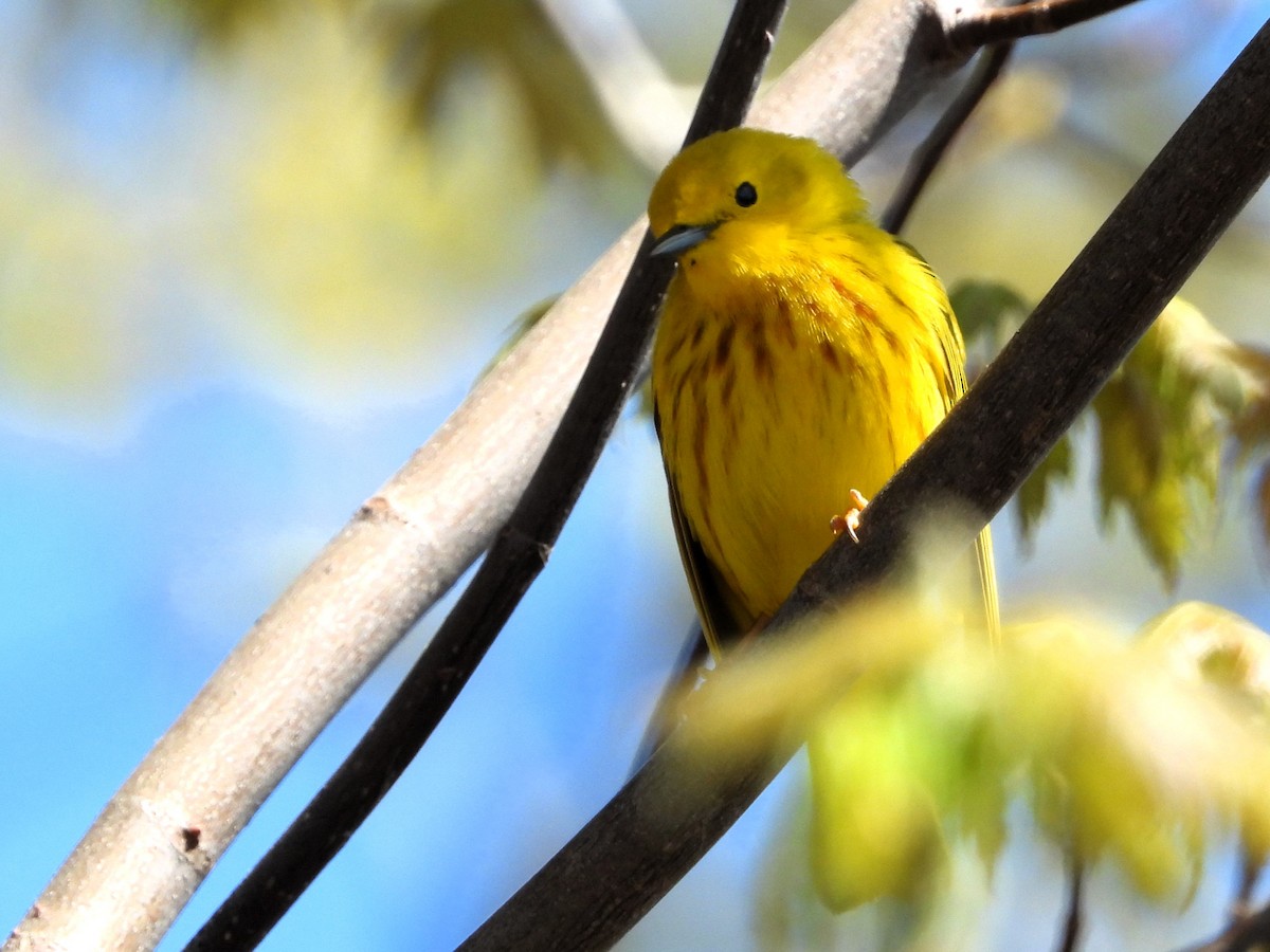 Yellow Warbler - Doug Emlin