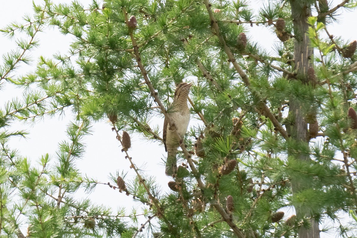 Eurasian Wryneck - ML618660677