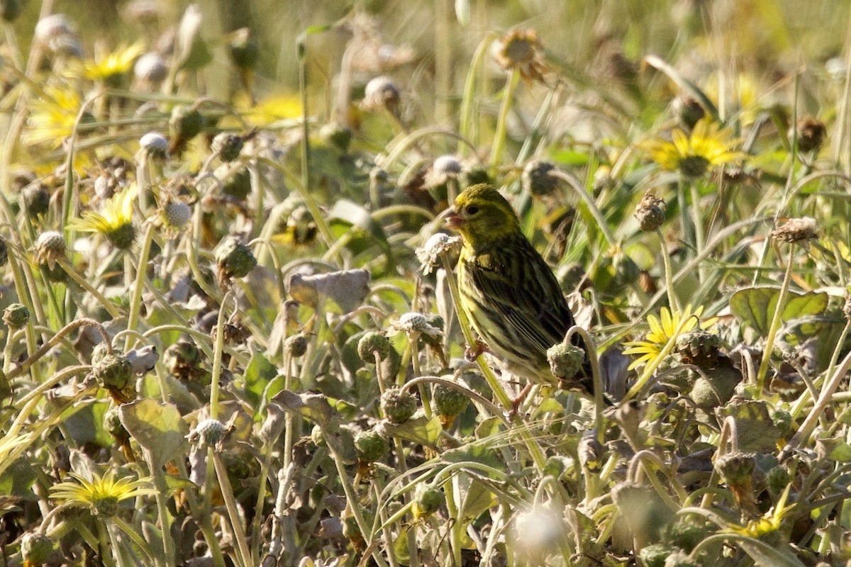 European Serin - John Bruin