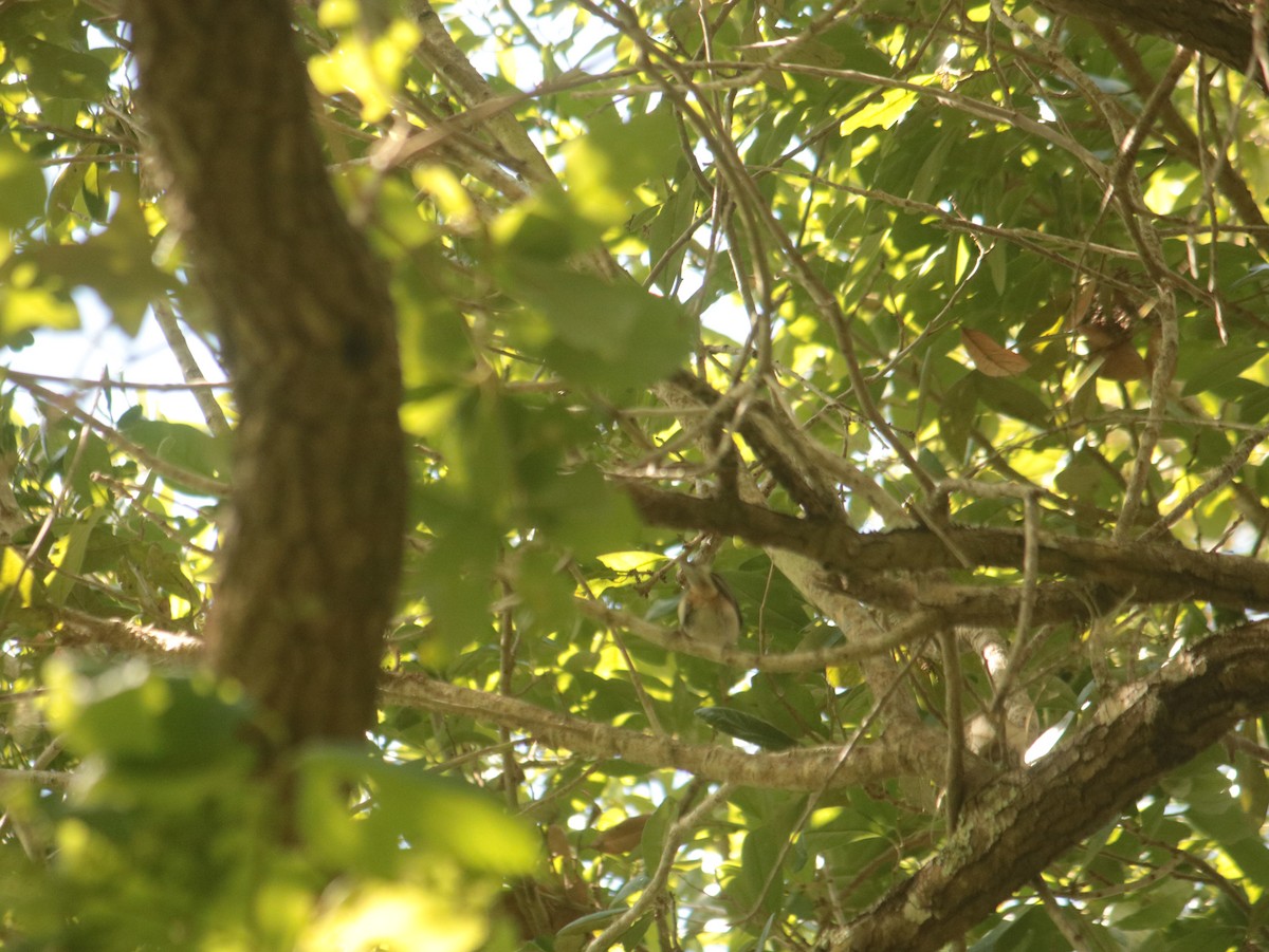 Tufted Titmouse - John Loch