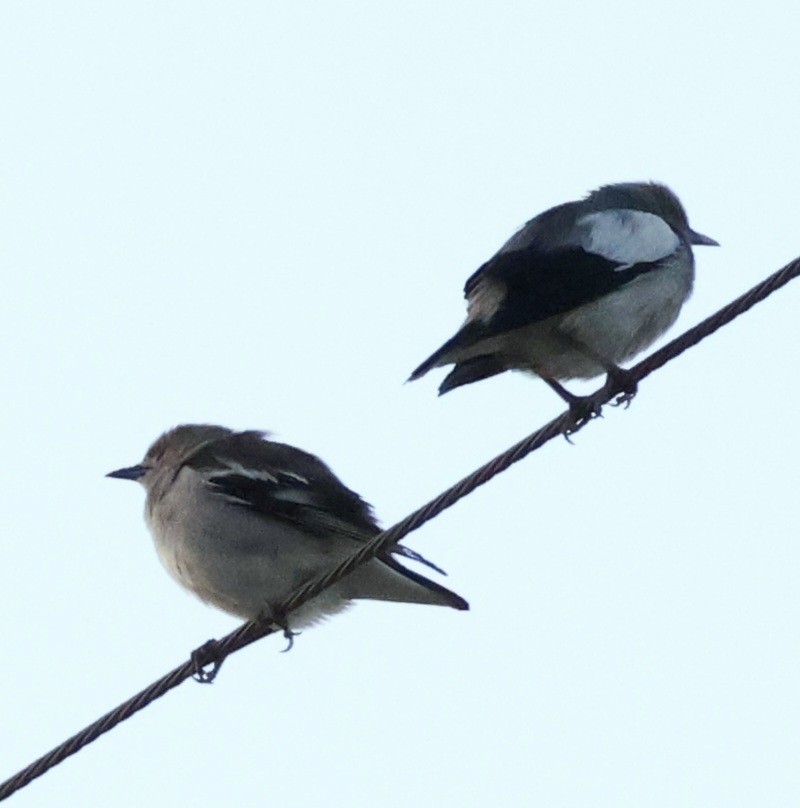 White-shouldered Starling - John Kitcher