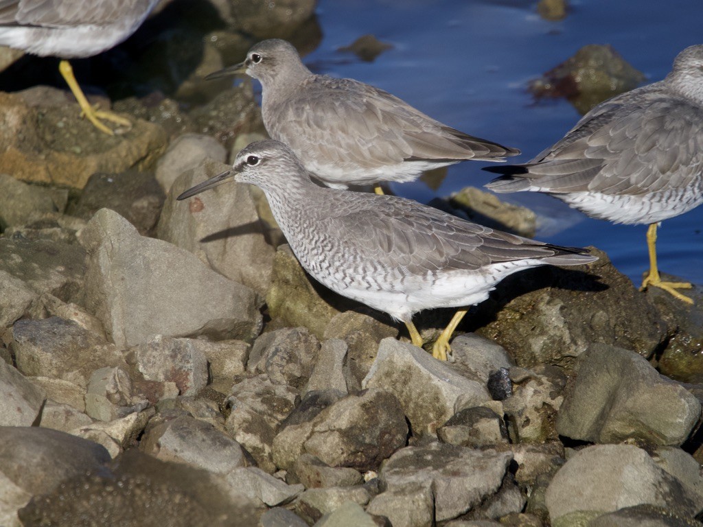 Gray-tailed Tattler - Yvonne van Netten