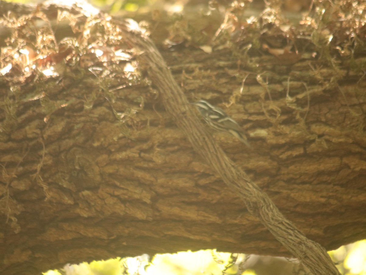 Black-and-white Warbler - ML618660720