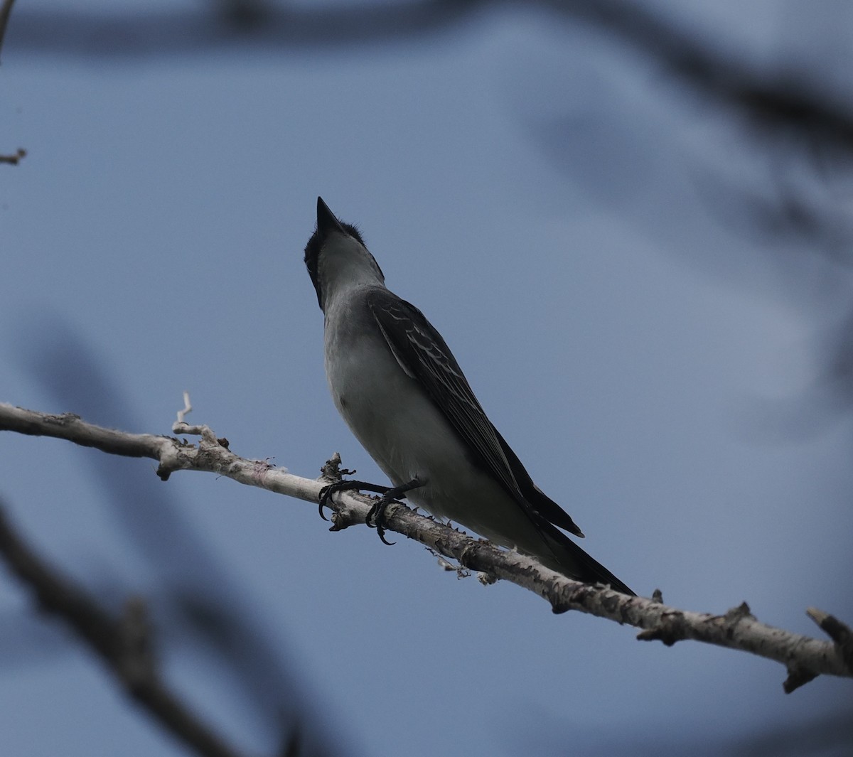 Eastern Kingbird - ML618660735