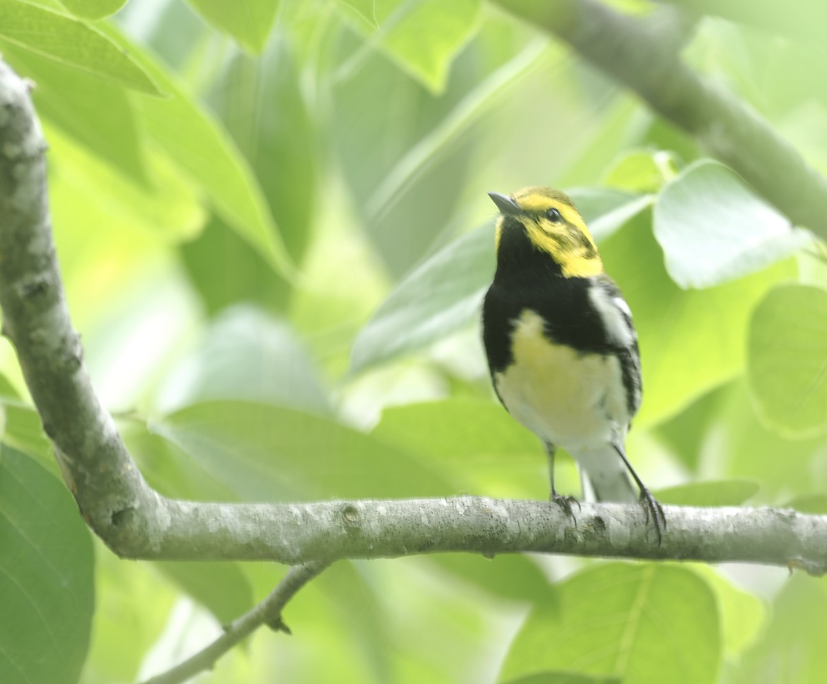 Black-throated Green Warbler - ML618660741