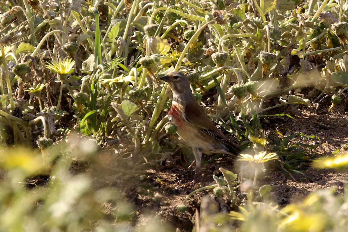 Eurasian Linnet - ML618660746