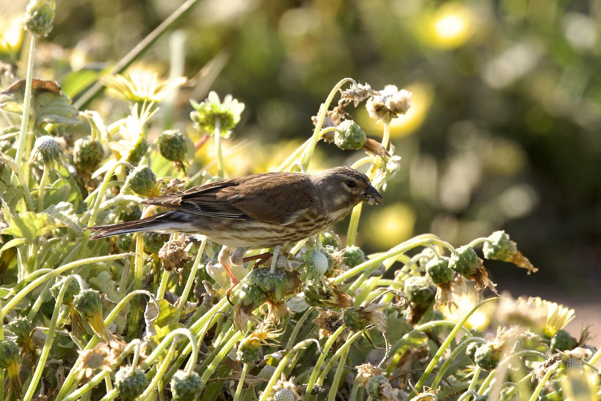 Eurasian Linnet - ML618660749