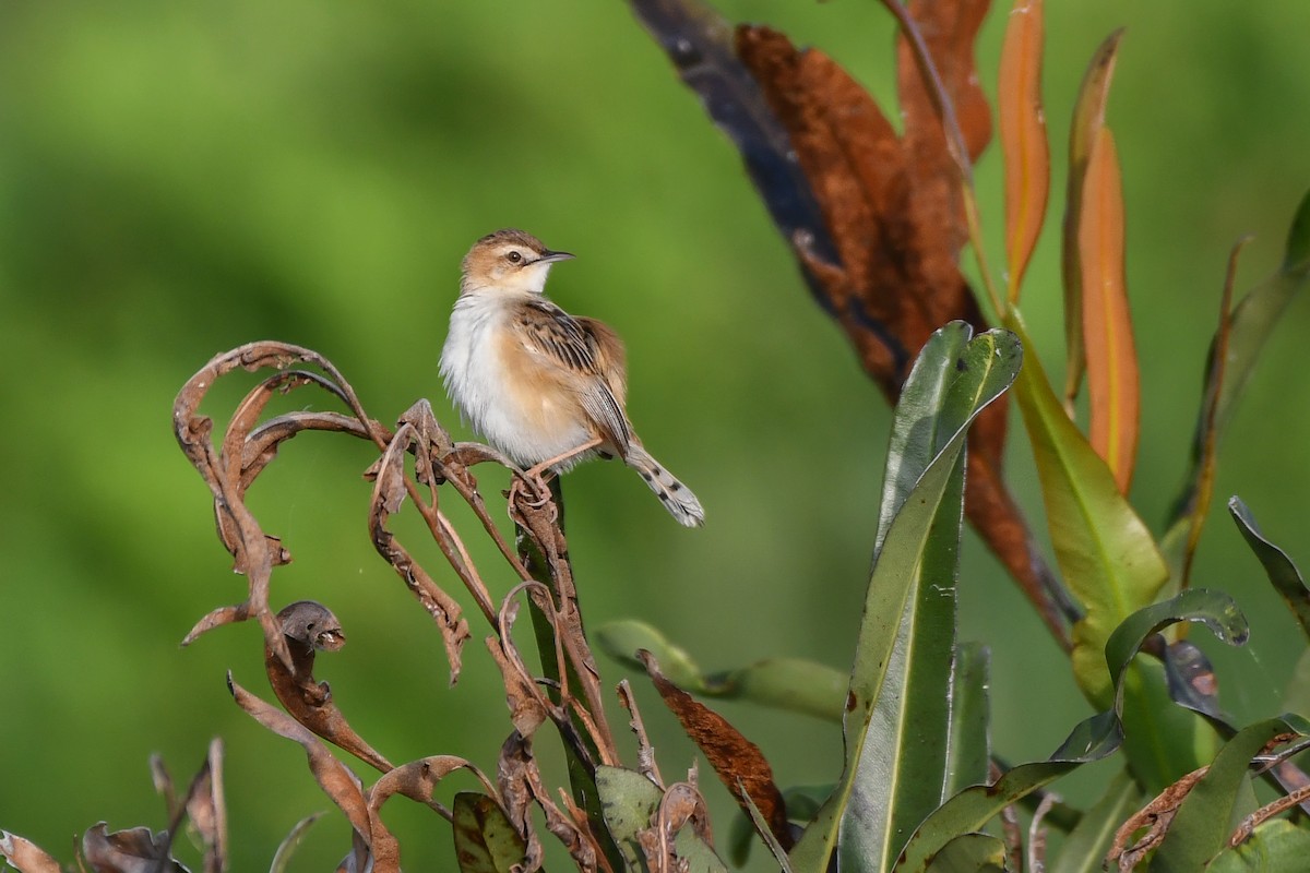 Zitting Cisticola (Double Zitting) - ML618660775