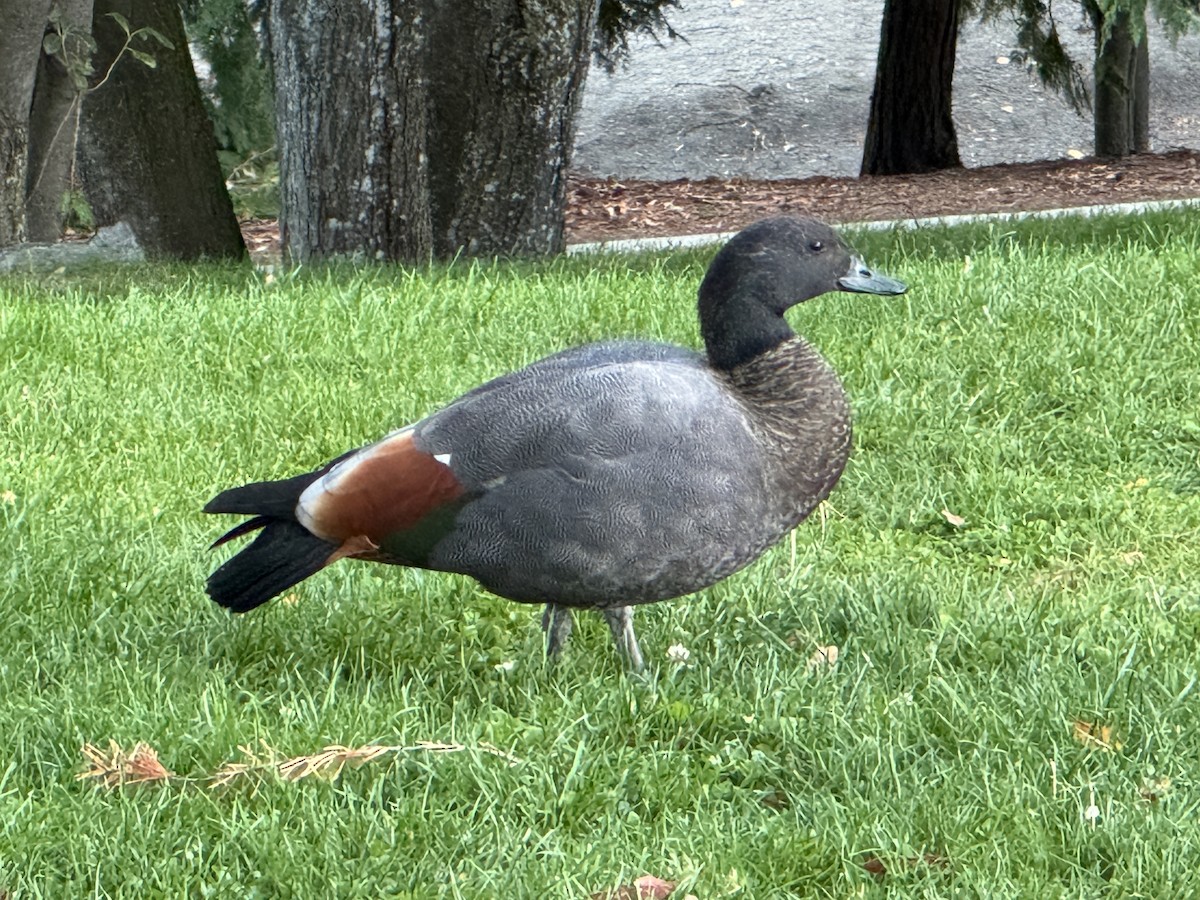 Paradise Shelduck - Anonymous