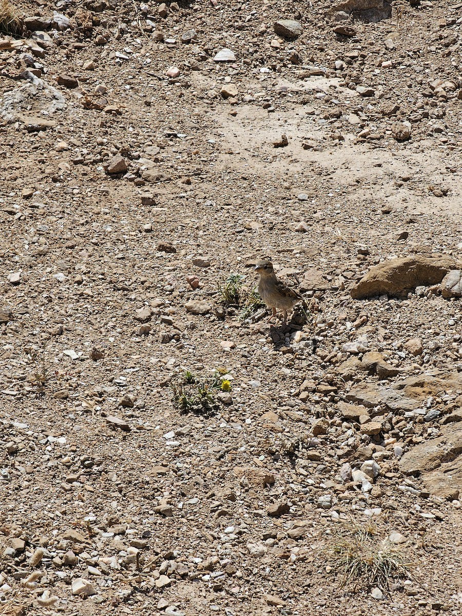 House Sparrow - ML618660831