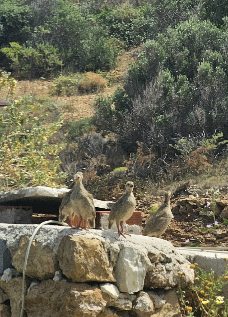 חוגלת סלעים - ML618660840