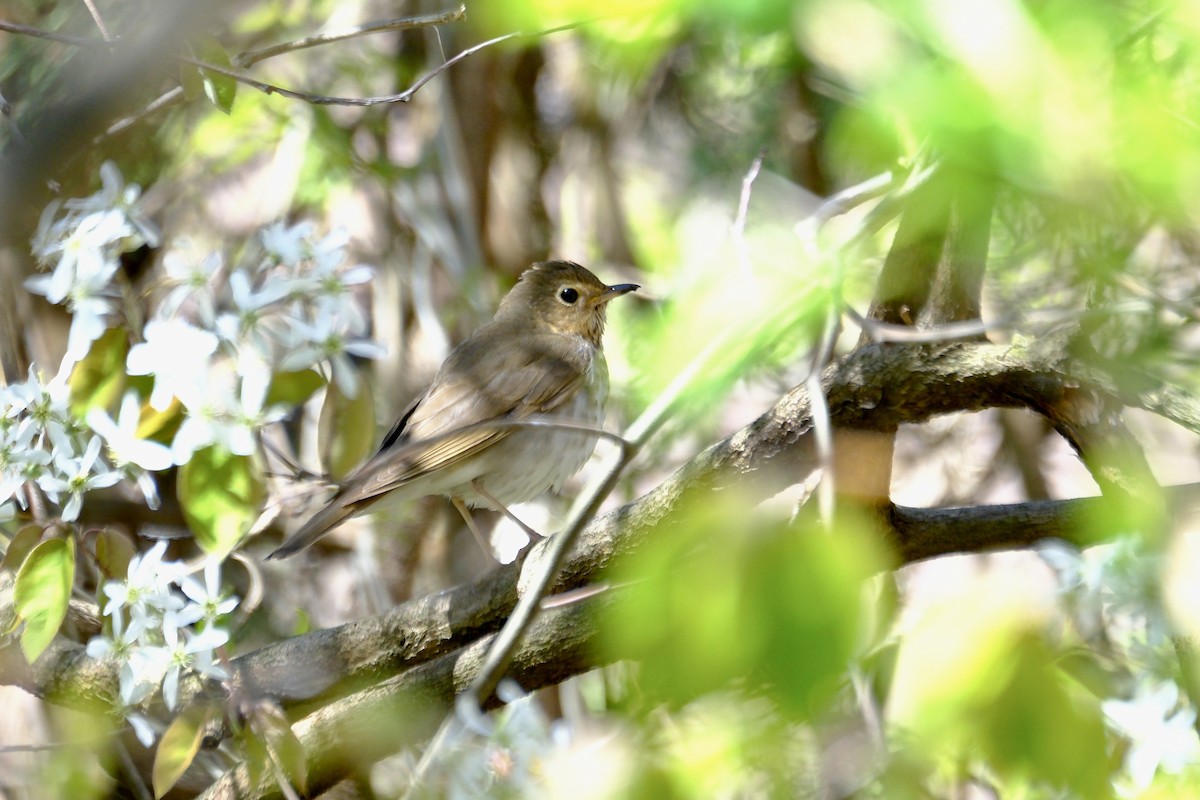 Swainson's Thrush - ML618660841