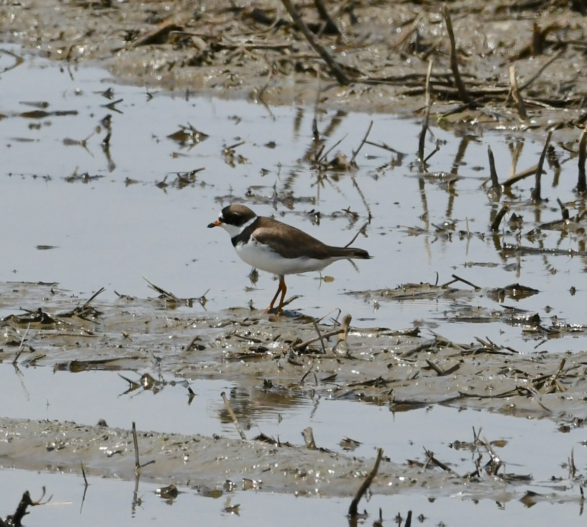 Semipalmated Plover - Mike St.Pierre