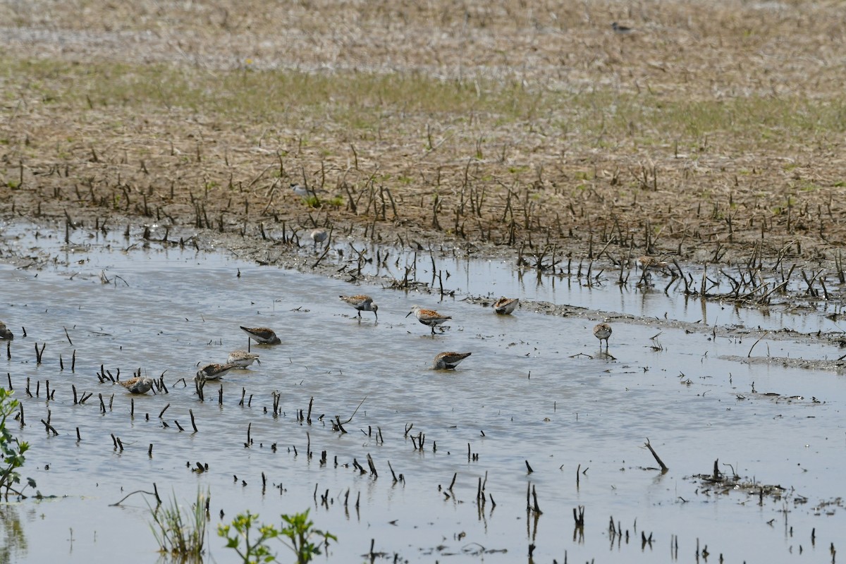 Dunlin - Mike St.Pierre