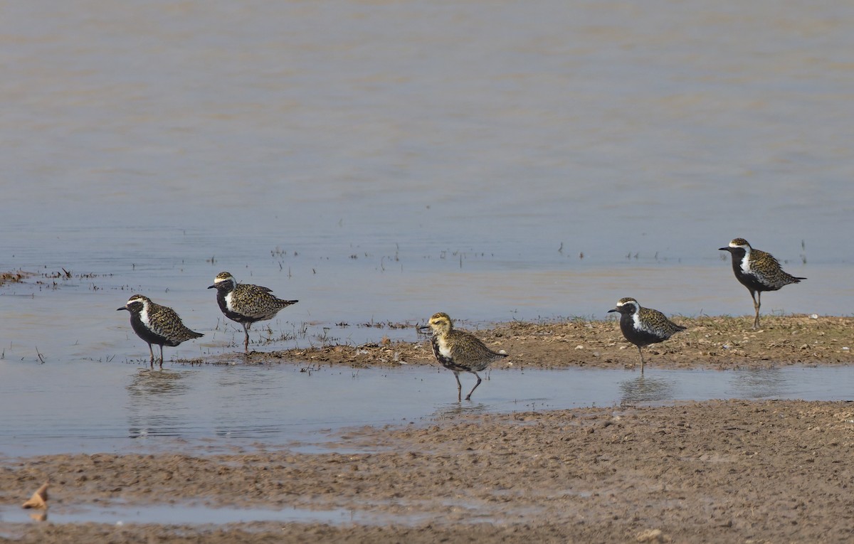 Pacific Golden-Plover - Andrew Pierce