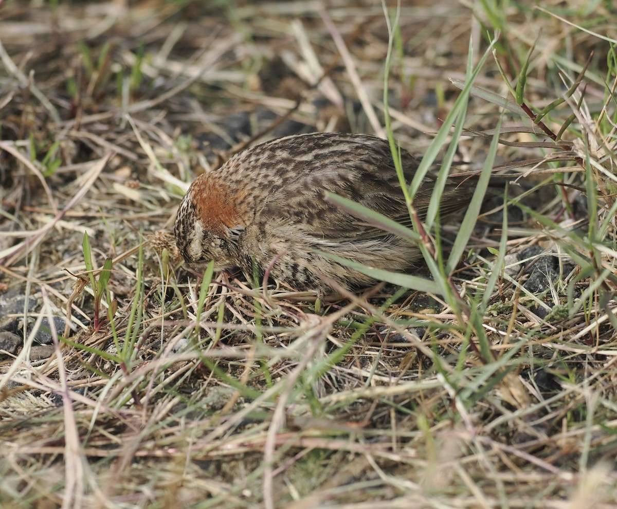 Chestnut-collared Longspur - Bob Foehring