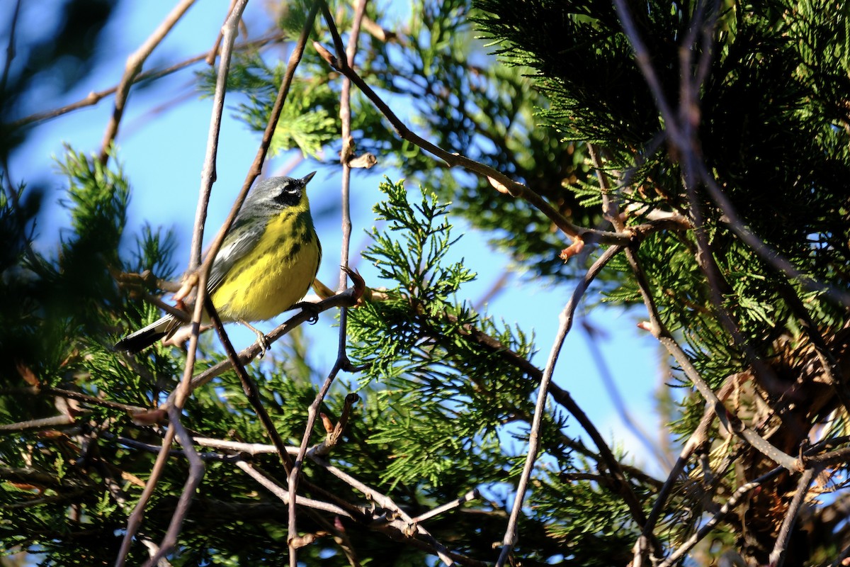 Magnolia Warbler - ML618660890