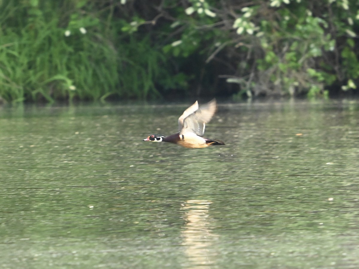 Wood Duck - ML618660926