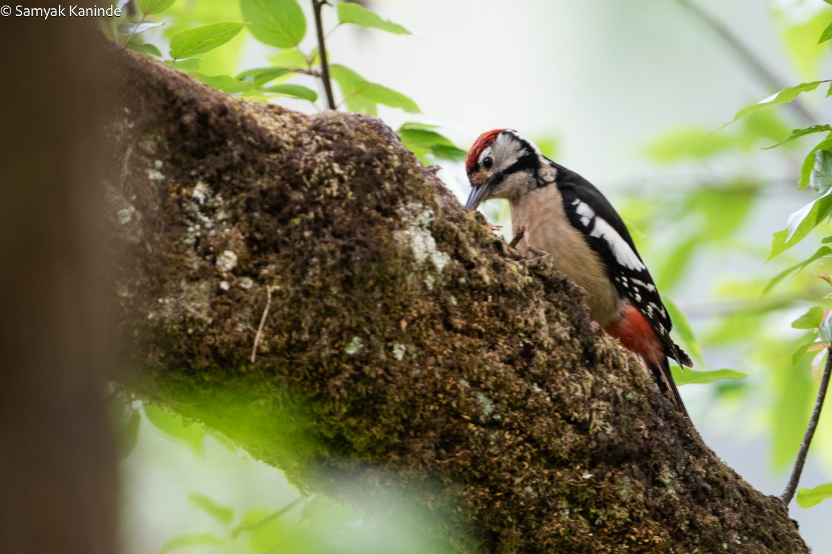 Himalayan Woodpecker - Samyak Kaninde