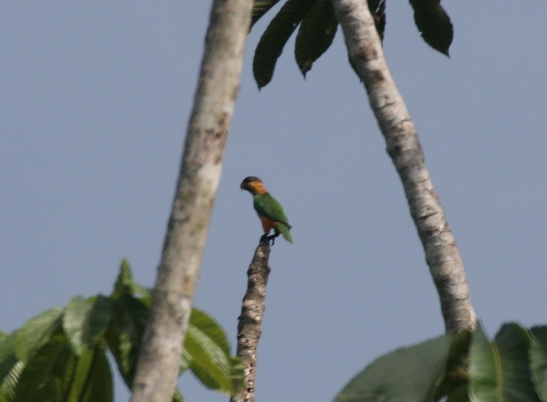 Black-headed Parrot - ML618660934