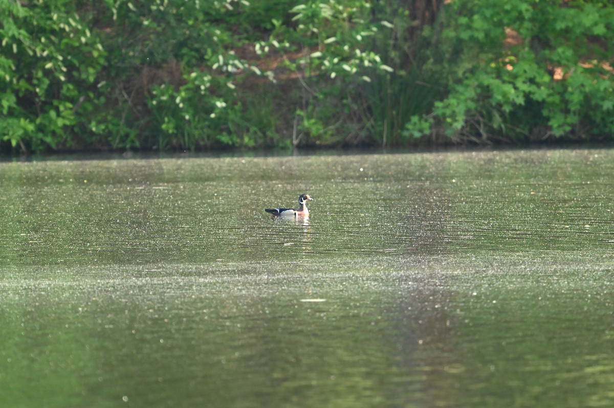 Wood Duck - ML618660940